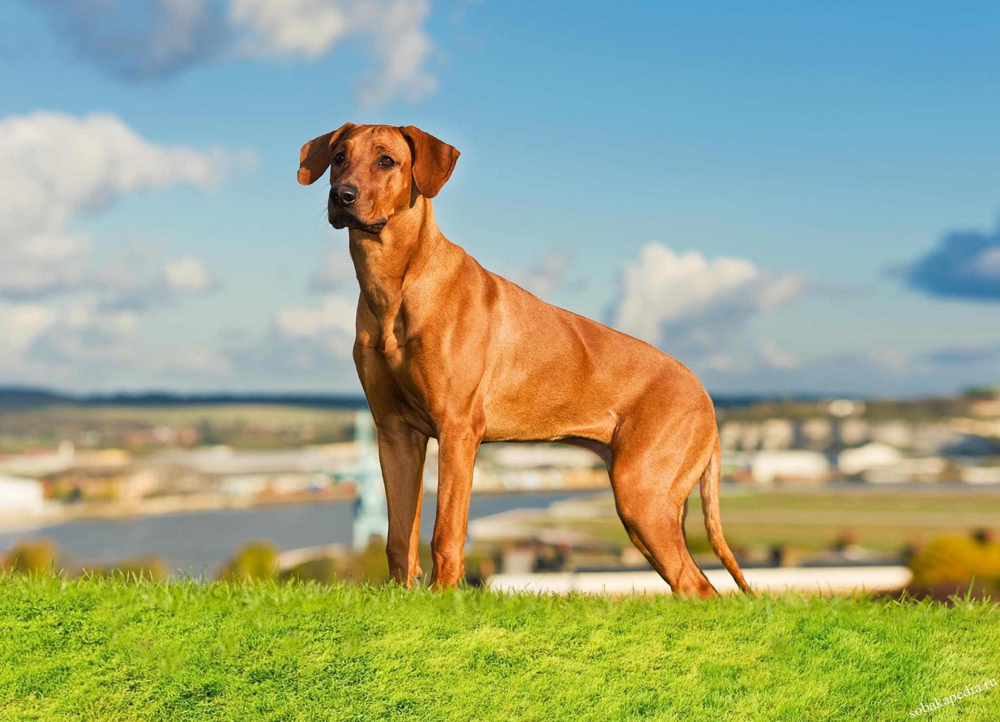 Родезийский риджбек – фото собаки, описание характера