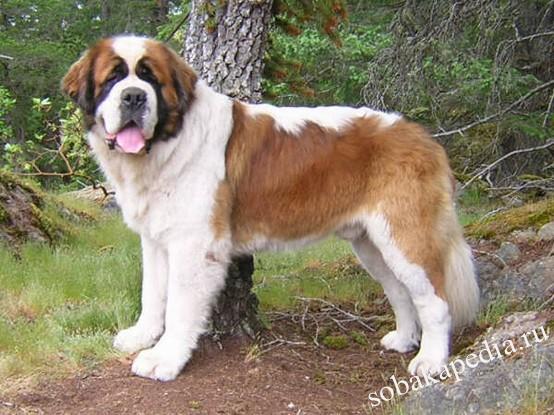 Сенбернар, порода собак: фото, описание породы 