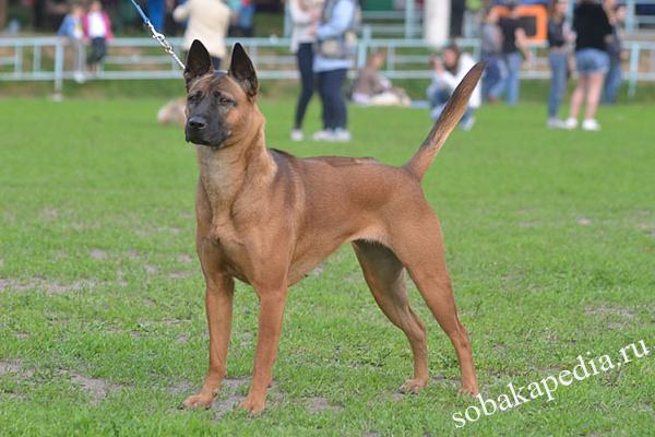 Тайский риджбек описание породы собак, характеристики