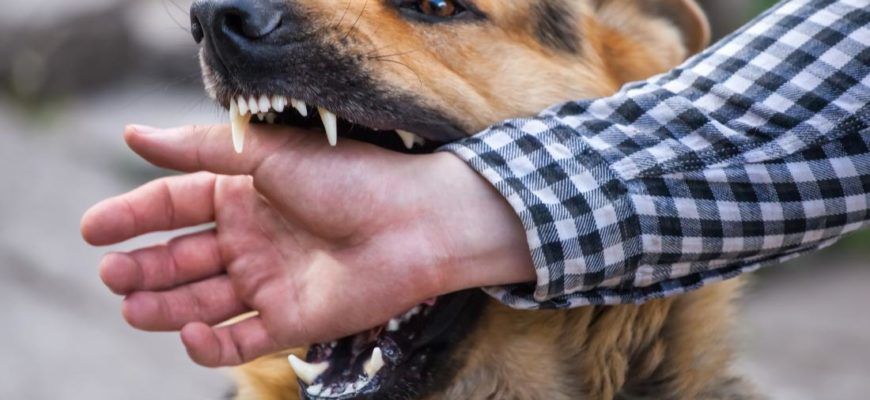 Как избежать агрессивного поведения и укусов собак