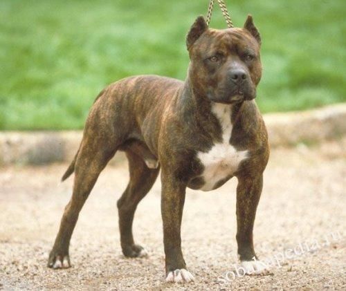 Стаффордширский Бультерьер - фото собаки, описание породы