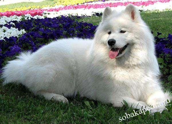 Самоедская собака (самоед): фото, характер, описание породы