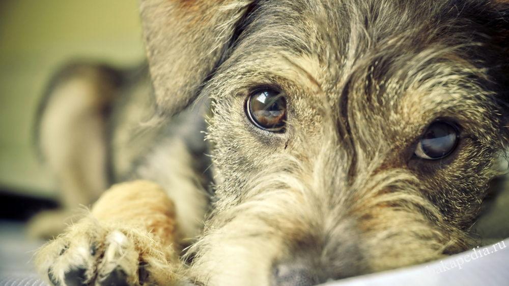 Глисты у собак: причины, опасность, лечение
