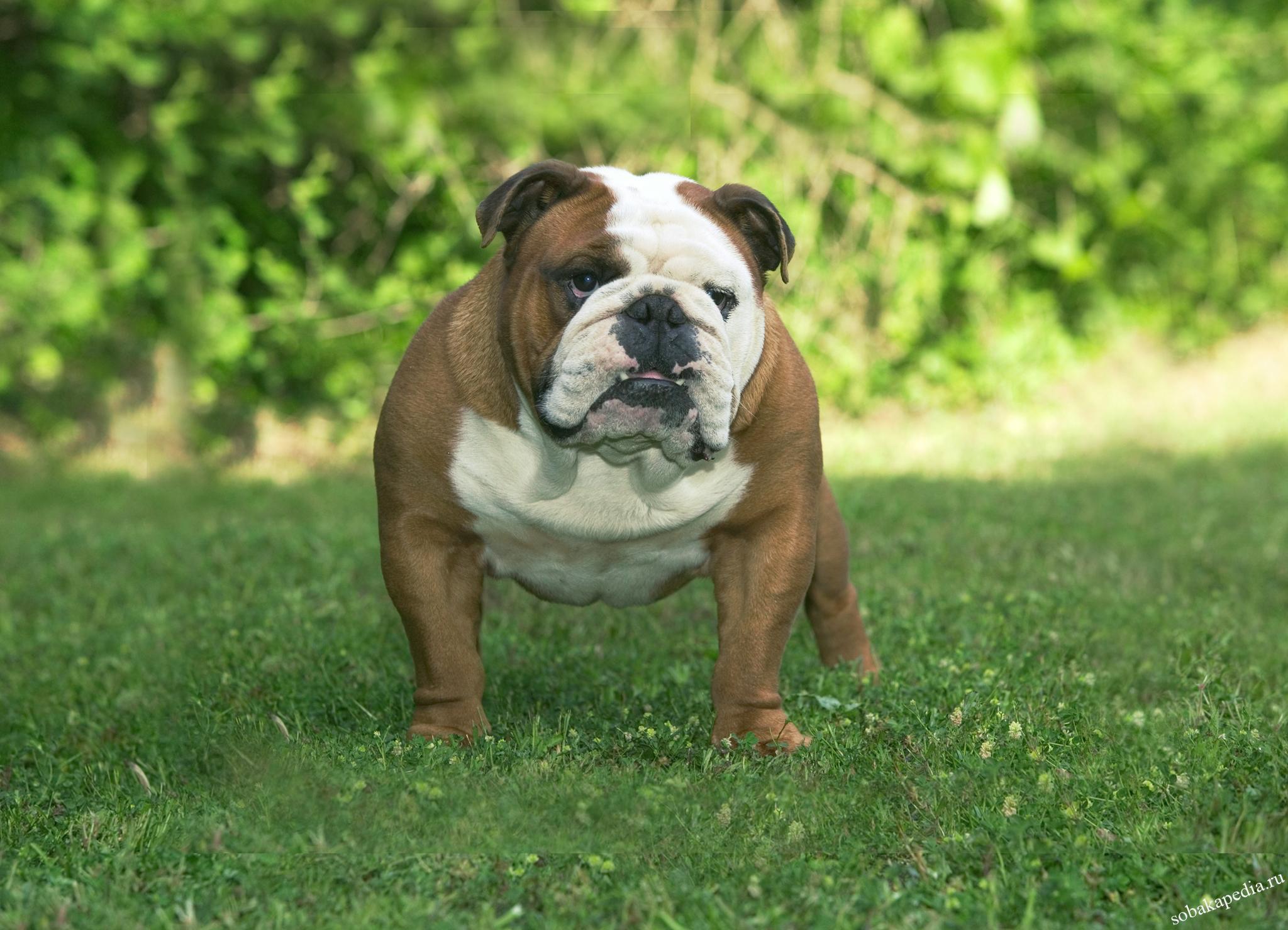 Английский бульдог – фото собаки, описание характера, история породы