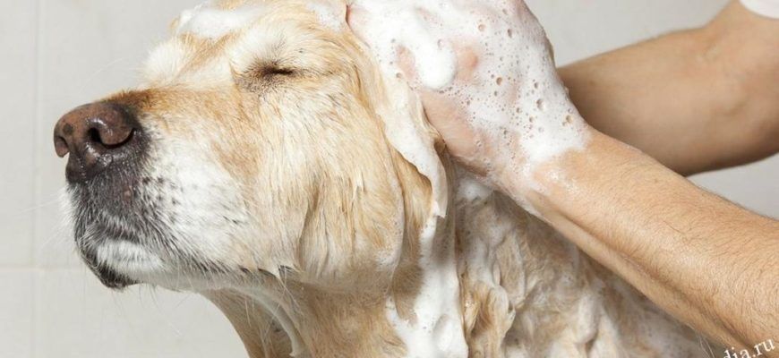 Как быстро вывести блох у собаки домашними средствами