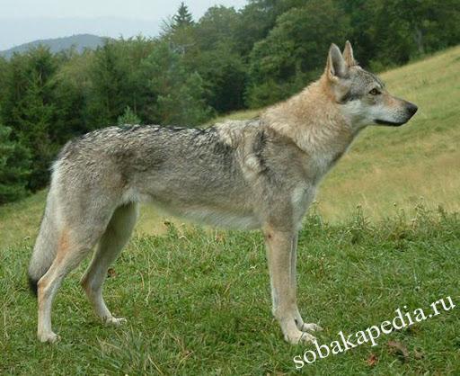 Чешский волчак. История, характер, внешность, болезни породы