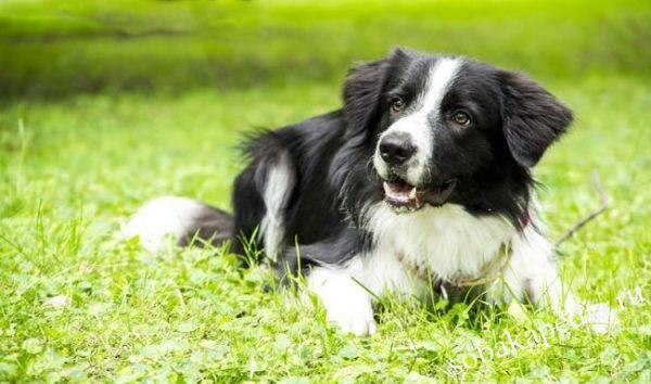Бордер-колли: фото собаки, цена, описание породы