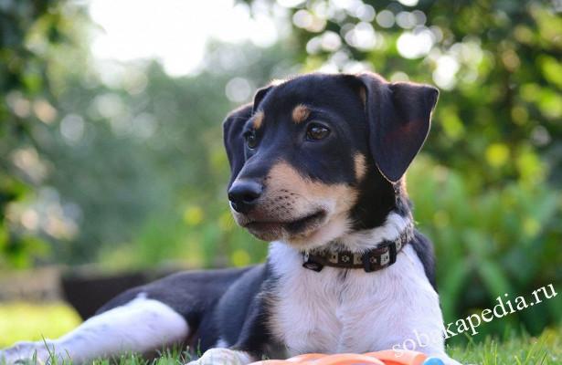 Порода собаки чешская пестрая собака: характеристики, фото