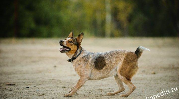 Австралийская короткохвостая пастушья собака - фото, цена щенков, описание породы