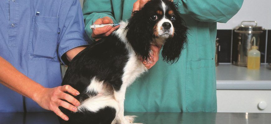 Парвовирус у собак: природа болезни, признаки, лечение