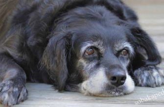 Болезни пожилых собак: виды, клиническая картина, методы лечения