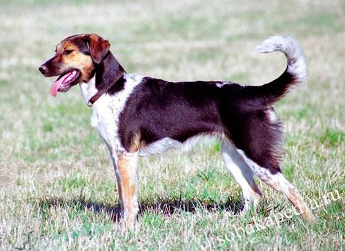 Чешская пестрая собака — обзор породы