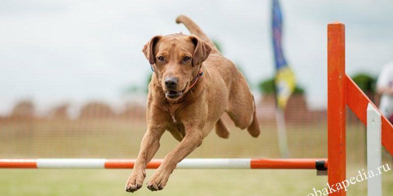 Как научить собаку прыгать через барьер, команда Барьер