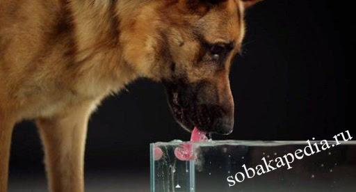 Сколько нужно воды собаке давать в сутки