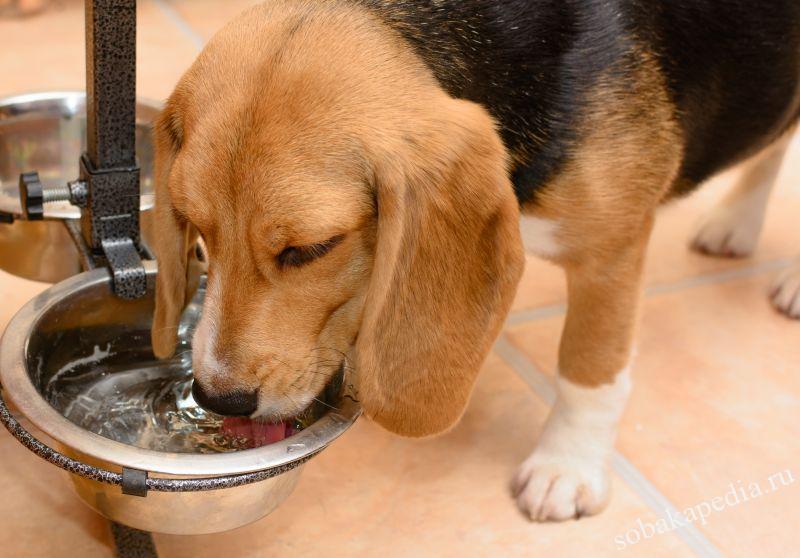 Сколько воды должна пить собака в день