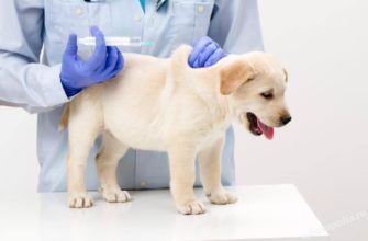 Как вакцинировать щенка