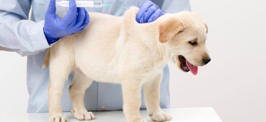 Как вакцинировать щенка