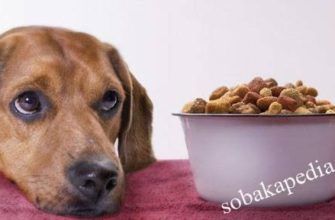 Причины отсутствие аппетита у собаки