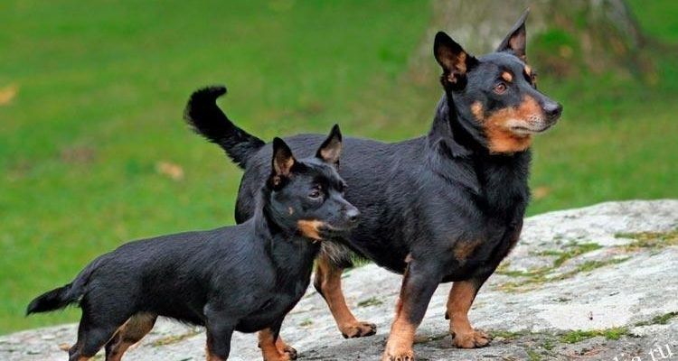Ланкаширский хилер: описание породы собак