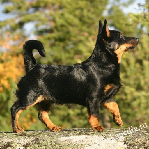 Порода Ланкаширский хилер - фото, характеристики, цена собаки