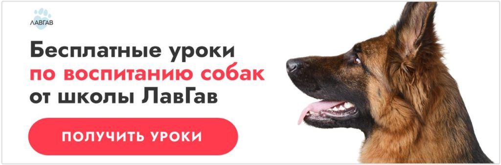 Русская гончая — собака, предназначенная исключительно для охоты